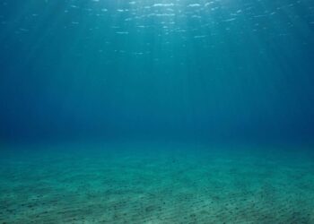 Foto: Shutterstock/Damsea