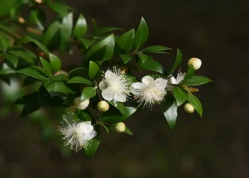 Seu coração vai ser protegido com esta planta da 'imortalidade' - Foto: Manfred Ruckszio/Shutterstock