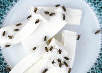 Planta que afasta todos os mosquitos e carrapatos de casa - Foto: GettyImage