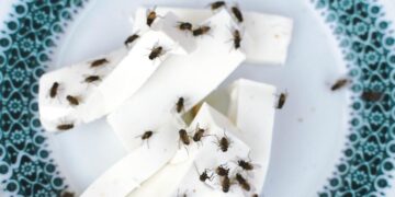 Planta que afasta todos os mosquitos e carrapatos de casa - Foto: GettyImage