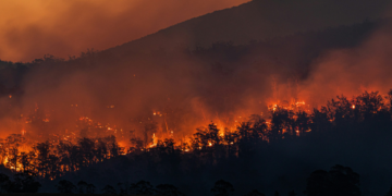 Ciência mostra como provar que incêndios florestais são causados por humanos