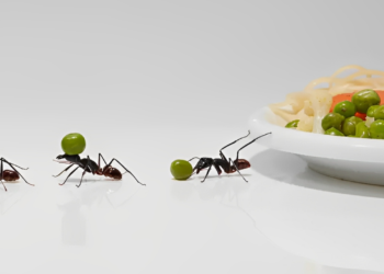 Aprenda a combater as formigas em casa de uma vez por todas