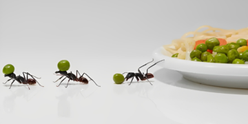 Aprenda a combater as formigas em casa de uma vez por todas