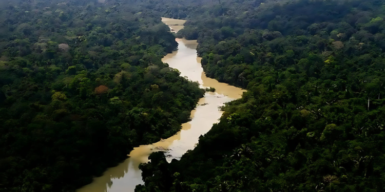 Fungo na Amazônia pode produzir combustíveis