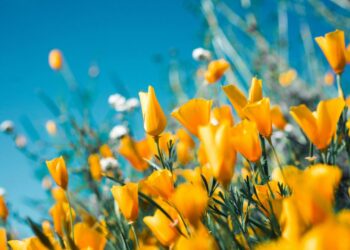 Flores são aliadas inesperadas no combate ao aquecimento global