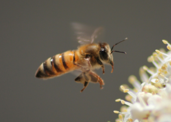 Abelhas podem ser muito mais úteis para preservar vida humana do que imaginávamos