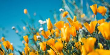 Flores são aliadas inesperadas no combate ao aquecimento global