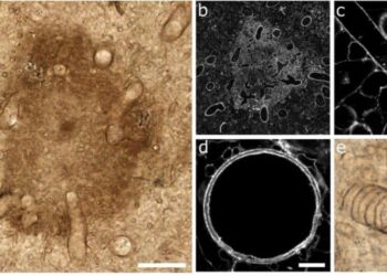 As manchas medulares e os tipos de tubo de Prototaxites taiti são distintos de qualquer coisa observada em grupos de fungos extintos ou existentes. (Imagem: Corentin C. Loron et al.)