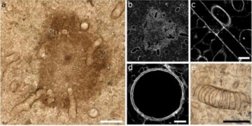 As manchas medulares e os tipos de tubo de Prototaxites taiti são distintos de qualquer coisa observada em grupos de fungos extintos ou existentes. (Imagem: Corentin C. Loron et al.)