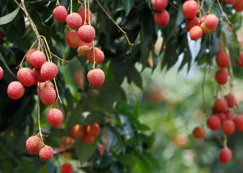 Foto: Canva/Creative Commons