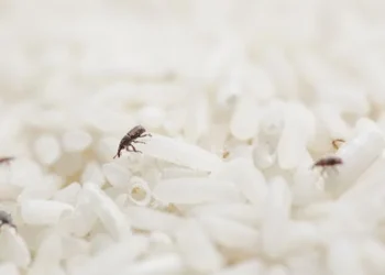 A traça de alimento é uma mariposa pequena que põe ovos nos alimentos (Crédito: Shutterstock)