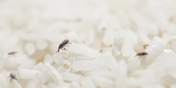 A traça de alimento é uma mariposa pequena que põe ovos nos alimentos (Crédito: Shutterstock)