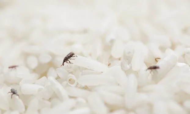 A traça de alimento é uma mariposa pequena que põe ovos nos alimentos (Crédito: Shutterstock)