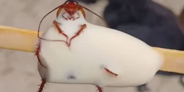 Barata em Sorvete -Reprodução/Agência GBC