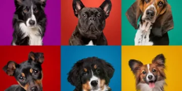 Cachorros - Reprodução/iStock