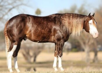 Cavalo mais caro do mundo custa 40 Ferraris (e ele é brasileiro) - Imagem: Divulgação/Haras Monte Sião