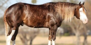 Cavalo mais caro do mundo custa 40 Ferraris (e ele é brasileiro) - Imagem: Divulgação/Haras Monte Sião