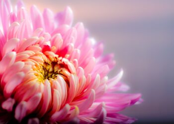 Você vai ter flores quase o ano todo com essas plantas - Imagem: Pixabay