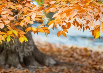 Outono - Reprodução/iStock
