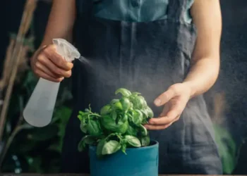Plantas - Reprodução/iStock