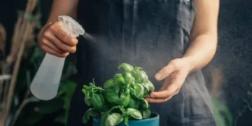 Plantas - Reprodução/iStock