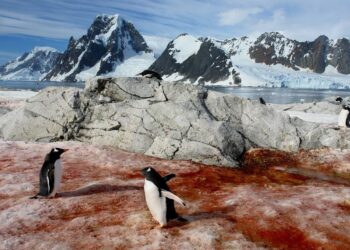Pesquisadores descobriram que a neve manchada por algas está perdendo sua capacidade de refletir a luz solar.