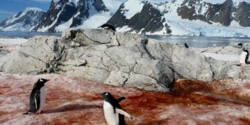 Pesquisadores descobriram que a neve manchada por algas está perdendo sua capacidade de refletir a luz solar.