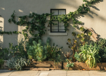 Plantas que podem até te levar à prisão se as cultivar em casa
