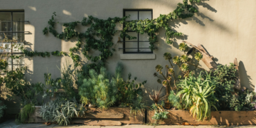 Plantas que podem até te levar à prisão se as cultivar em casa