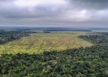 Degradação florestal na Amazônia aumenta 482% em 2025 ​