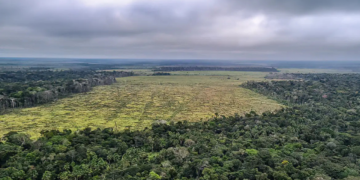 Degradação florestal na Amazônia aumenta 482% em 2025 ​