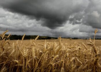 Alimentos estão sendo afetados pela mudança climática