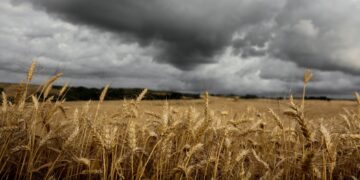 Alimentos estão sendo afetados pela mudança climática