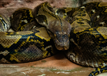 Desaparecimento confirmado na ilha com as cobras mais assustadoras do Brasil
