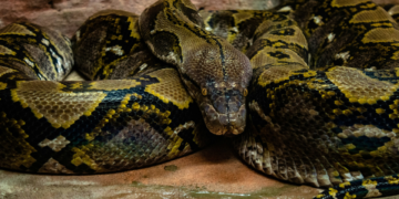 Desaparecimento confirmado na ilha com as cobras mais assustadoras do Brasil