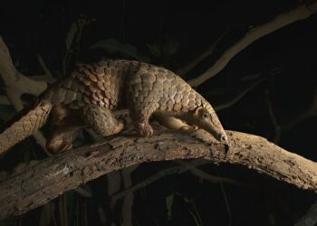 Por que pangolins são os animais mais traficados do mundo?