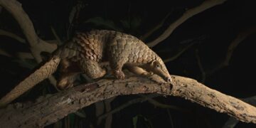 Por que pangolins são os animais mais traficados do mundo?