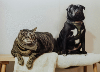 Produção excessiva de cortisol também afeta a saúde de cães e gatos