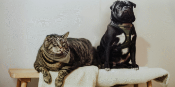Produção excessiva de cortisol também afeta a saúde de cães e gatos