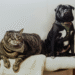 Produção excessiva de cortisol também afeta a saúde de cães e gatos