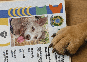 Brasil ultrapassa marca de 1 milhão de pets com RG; veja passo a passo para emitir
