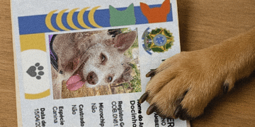 Brasil ultrapassa marca de 1 milhão de pets com RG; veja passo a passo para emitir