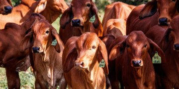 Estudo indica como aumentar produção de gado sem desmatar