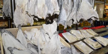 Essa é a forma correta de descobrir se o bacalhau é original ou não - Foto: Reprodução/Imprensa Rio Claro-SP