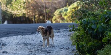 Projeto de Lei 25/2024, que prevê a cassação da CNH de quem usa o carro para abandonar um animal em via pública. - Imagem: Pixabay