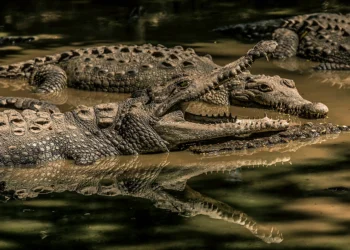 Gryposuchus pachakamue - Reprodução/Time