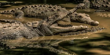 Gryposuchus pachakamue - Reprodução/Time