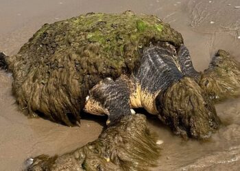 Família encontra 'massa estranha' na praia - e acaba salvando uma vida (Foto: Facebook/Gulf Center for Sea Turtle Research)