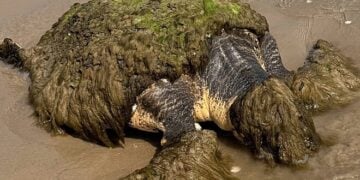Família encontra 'massa estranha' na praia - e acaba salvando uma vida (Foto: Facebook/Gulf Center for Sea Turtle Research)