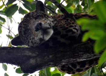 É mais provável morrer devido a um ataque de cachorro do que de onça-pintada - Foto: Carlos Durigan/Reserva Mamirauá
